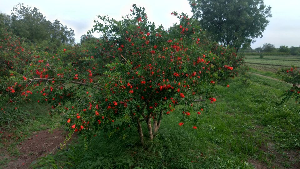 महाराष्ट्रातील बहरलेली डाळिंब बाग